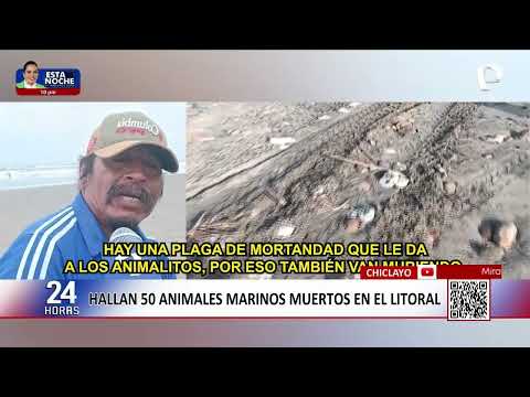 Hallan decenas de especies marinas muertas en playas de Chiclayo y Pisco