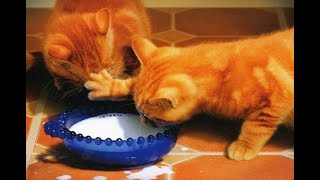 😺 This bowl is single-seater! 🐈 Full version of the new video is available on the new Baraban-TV