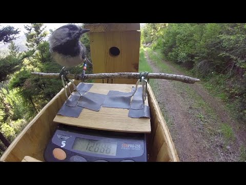 Chickadee weighs itself