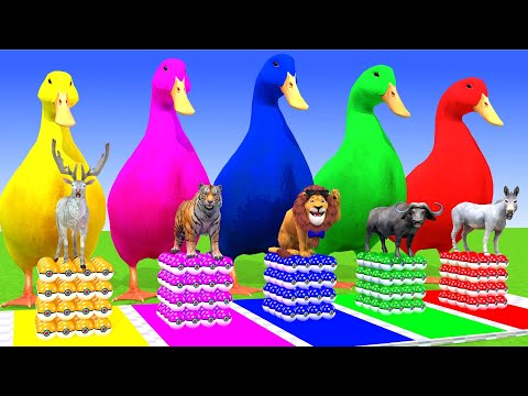 5 Giant Duck Cartoon,Cow,Elephant,Tiger,Lion,Dinosaur,Paint Wild Animals Crossing Fountain Animation