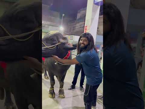 Bull ka b tank full kar dya😂❤️qurbani 2025❤️#ytshorts #cow #cowgoat #comedy #cute #bakraeid #animal