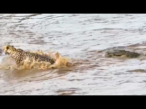 Cheetah's Close Call: Narrow Escape from a Hidden Crocodile!