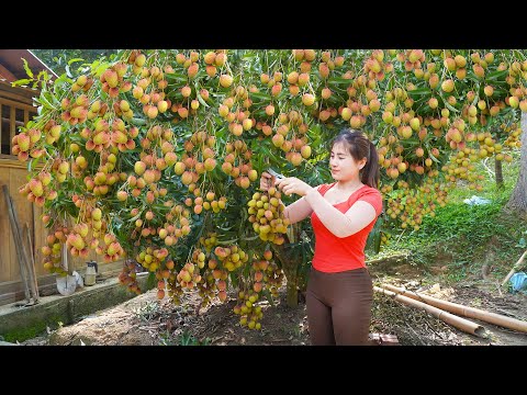 Video Full: Harvesting Lychees, Mushroom, Pupae, Forest Snails Goes To Market Sell