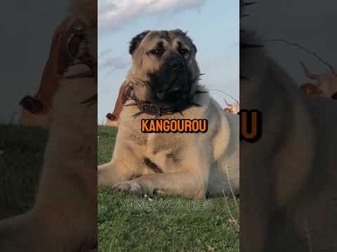 Kangal Vs Kangourou – Qui va gagner 😎 #dog #short