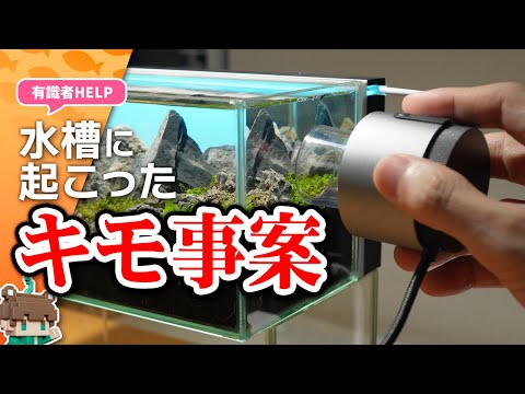 水槽で起きたキモいこと２選！水草の枯れと微生物、原因解明と同定お願いします【ビバアクア】#アクアリウム #熱帯魚
