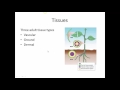 Exploring Plant Cells and Their Functions