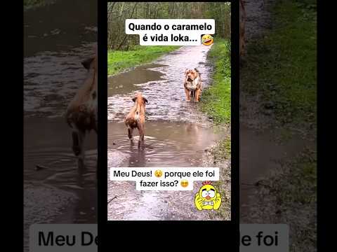 Caramelo e sua vida louca