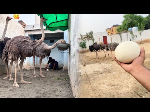 Ostrich Ka Egg Unko Wapis Kr Dia 😍