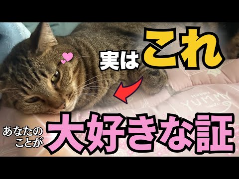 愛猫の特別な行動を理解しよう：知られざる猫の習性とかわいい保護猫の姿 サムネイル