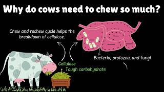 Feeding in Birds and Cows | Life Processes in Animals | Grade 7 | Science | Khan Academy