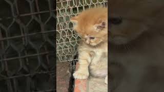 #mycat #cute #persian #findingher#trendingshorts#ytshorts