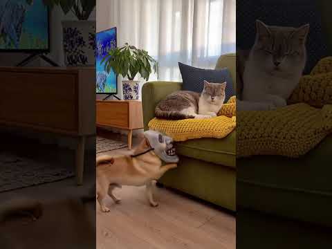 Yeh Funny Moment Dekh Kar Aap Hansi Nahi Rok Paoge 😱😂 | 🔥 🚀