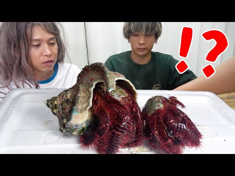 毛深すぎる大型ヤドカリを友達にデリバリーしてみた【クロシマオニヤドカリ】