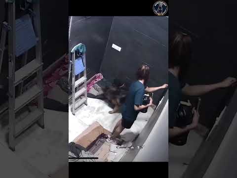 Video Footage Of A Fight Between Rottweiler Chloe And GSD Zoey #shorts #rottweiler #namitaology