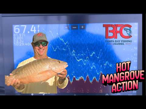 Hot mangrove snapper bite 67' water off egmont key tampa bay! video thumbnail