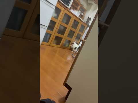 猫の動画サムネイル - 今更しらこいても無駄じゃ