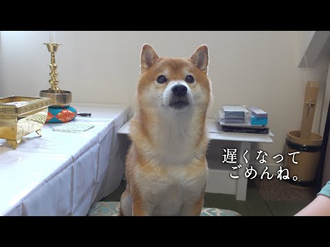 父との思い出と柴犬と共に実家へ、親孝行のひととき サムネイル