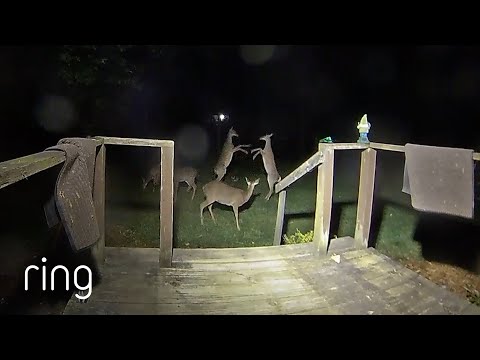 How Deer Settle Their Differences | RingTV