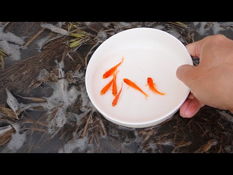 金魚を田んぼで2ヶ月育てた結果