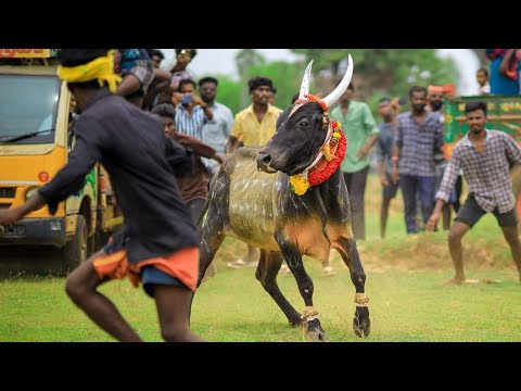 மதகுபட்டி மிருதன் அருமையான விளையாட்டு பொய்யலூர் மஞ்சுவிரட்டு 2023...