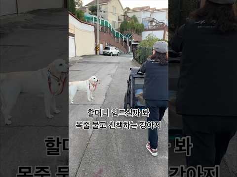 혼자 산책하는 리트리버 알고 봤더니