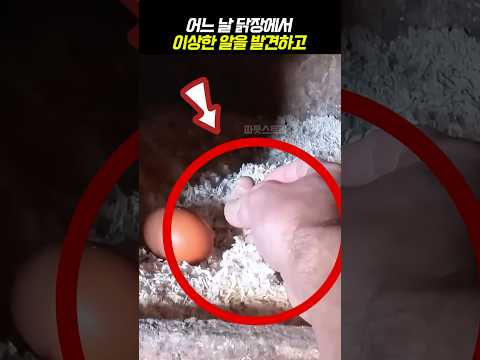 닭장에서 발견한 이상한 알