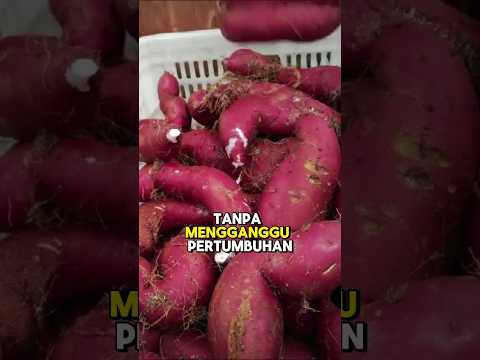 Menanam ubi di udara #shorts