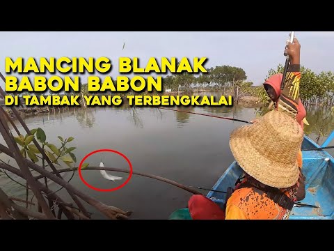 MANCING BLANAK BABON DI TAMBAK YANG TERBENGKALAI   DEWO RUCI NAGIH JANJI