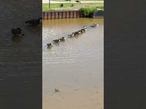 Geese 🪿 #fyp #viral #geese #fyp #fypシ゚viral #nature