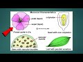 Monocots and Dicots Characteristics