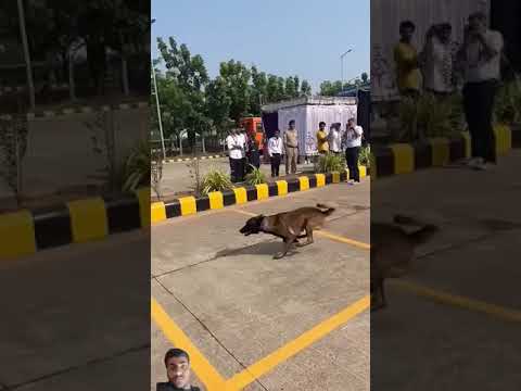 Dog# Scott# Indian #Army Navy Tulsi ji Commando #indianarmedforces #armymotivatoinrunni