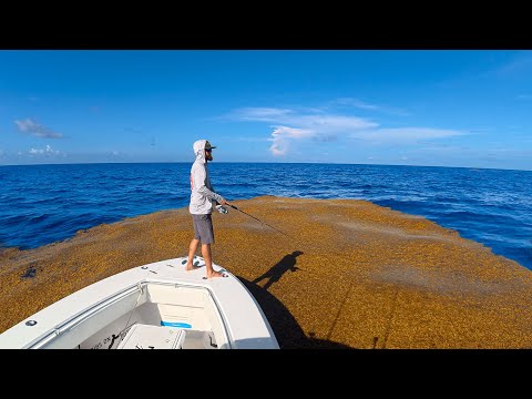 Solo Bluewater Fishing - Run & Gun - Catch Clean Cook
