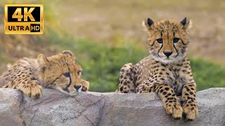 【Cheetah】チーターの赤ちゃん　6つ子家族