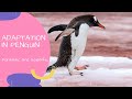 Penguin Adaptations and Physiology