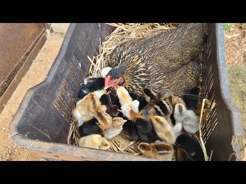 murgi ke bacche 🐣 murgi ke bacche ki video 🐥 murgi ke bacche video #chicks