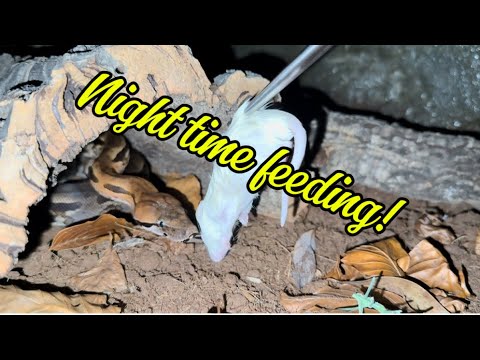 Feeding my snakes in the dark!! 🐍 