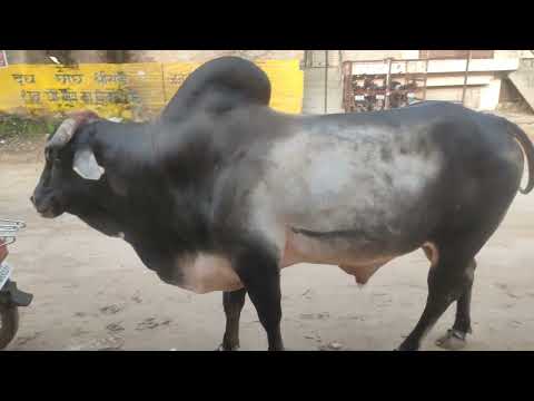 black bull Haryana Breed nandi काले रंग का नंदी सांड जयपुर देखने को मिला