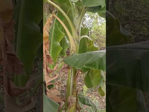 Banana Tree Dies After 1 Harvest! 😱🍌🌳#shorts #farming #banana #agriculture #facts #flowers #short