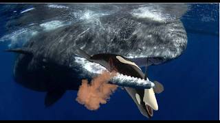 Are Sperm Whale the Killers of Killer Whales?