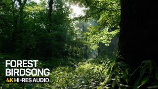 Spring Morning Birdsong for Deep Focus & Study | Green Forest Ambience 4K