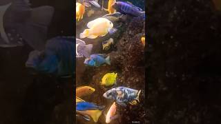 Magic colour change of fishes #shorts