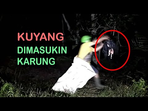 HANTU KUYANG ASLI...! DIMASUKIN KARUNG