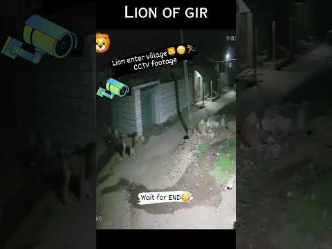 lion enter in village | #lion #shortsfeed #shorts