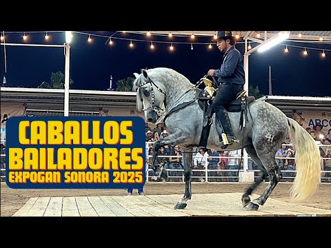 ⭐️17 CABALLOS ESPAÑOLES BAILADORES en la EXPOGAN SONORA