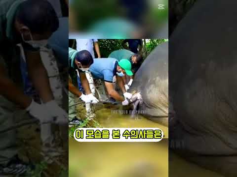 늙은 동물의 변비를 해결하는 치료 방법