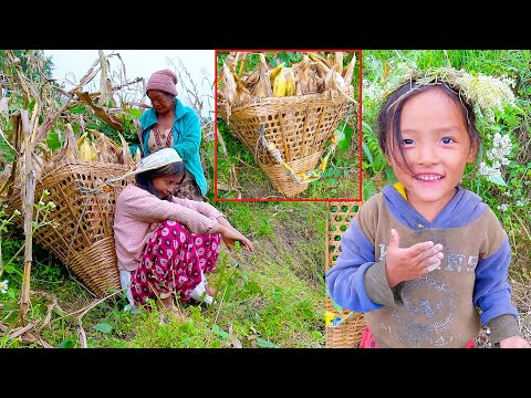we are harvesting maize in the village || @SumnimaRaini