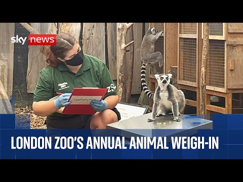 Animal weigh-in at London Zoo