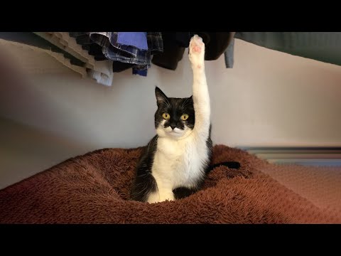 Best FUNNIEST Cats compilation video You will watch today, Funny Animals compilation 2024