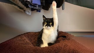 Best FUNNIEST Cats compilation video You will watch today, Funny Animals compilation 2024