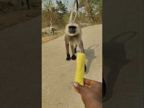 Balaji hanuman ❤️